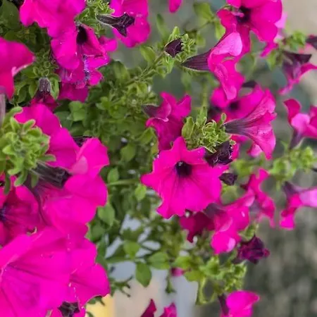 Grazioso Monolocale شقة *